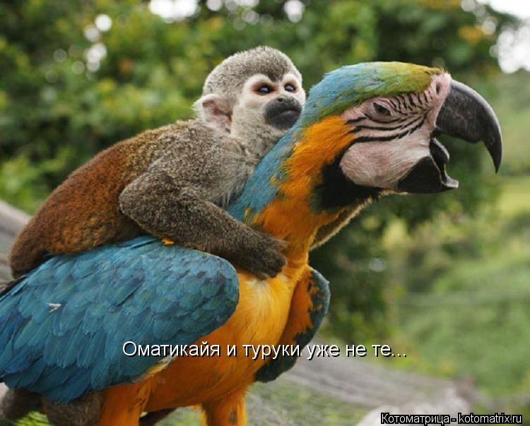 Котоматрица: Оматикайя и туруки уже не те...