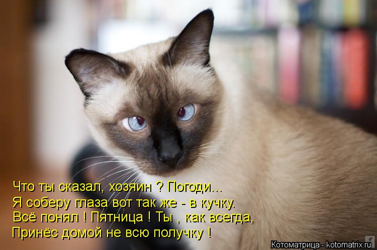 Что ты сказал, хозяин ? Погоди... Я соберу глаза вот так же - в кучку. Всё понял ! Пятница ! Ты , как... Котоматрица: Что ты сказал, хозяин ? Погоди... Я соберу глаза вот так же - в кучку. Всё понял ! Пятница ! Ты , как всегда, Принёс домой не всю получку !