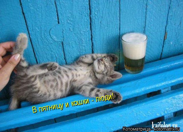 Котоматрица: В пятницу и кошки - люди!