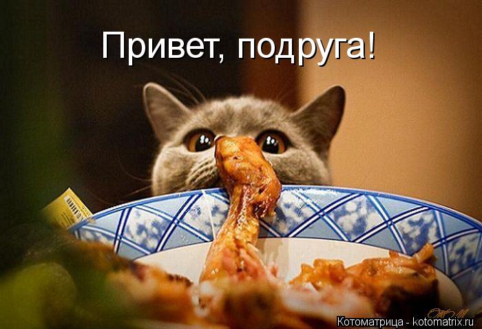 Котоматрица: Привет, подруга!