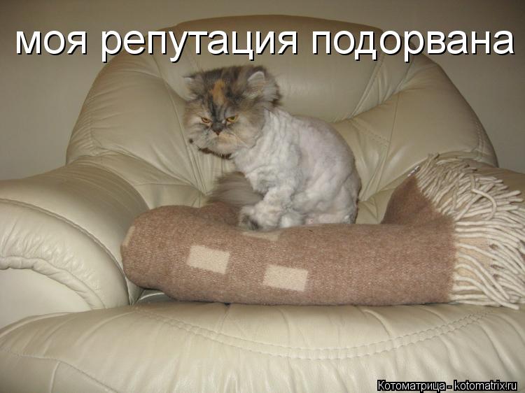 Котоматрица: моя репутация подорвана