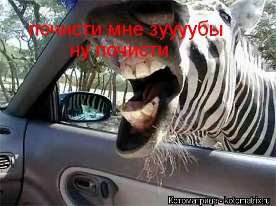 Котоматрица: почисти мне зуууубы ну почисти