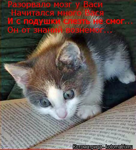 Котоматрица: Разорвало мозг у Васи Начитался много Вася И с подушки слезть не смог И с подушки слезть не смог... Он от знаний вознемог...