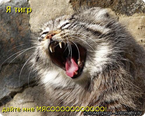 Котоматрица: Я тигр дайте мне МЯСООООООООООО!