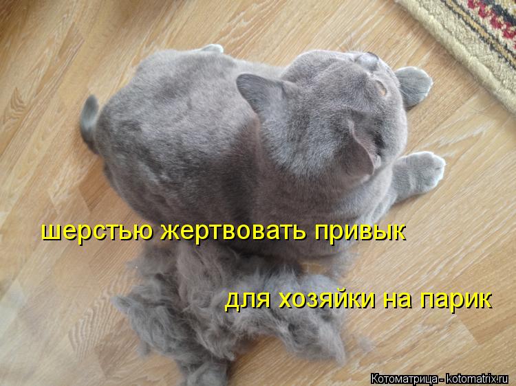 шерстью жертвовать привык для хозяйки на парик... Котоматрица: шерстью жертвовать привык для хозяйки на парик