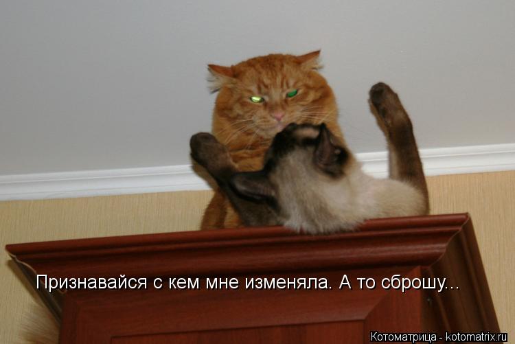 Котоматрица: Признавайся с кем мне изменяла. А то сброшу...