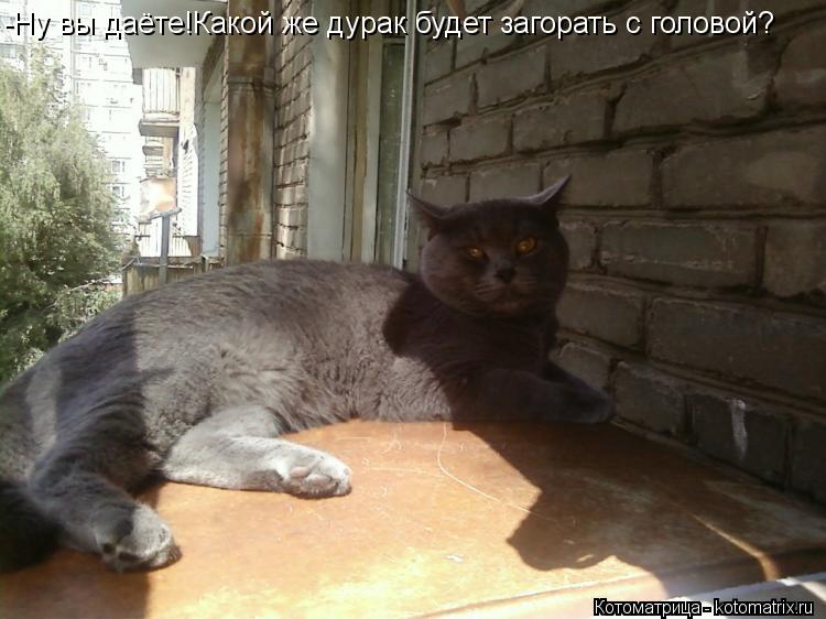 Котоматрица: -Ну вы даёте!Какой же дурак будет загорать с головой?