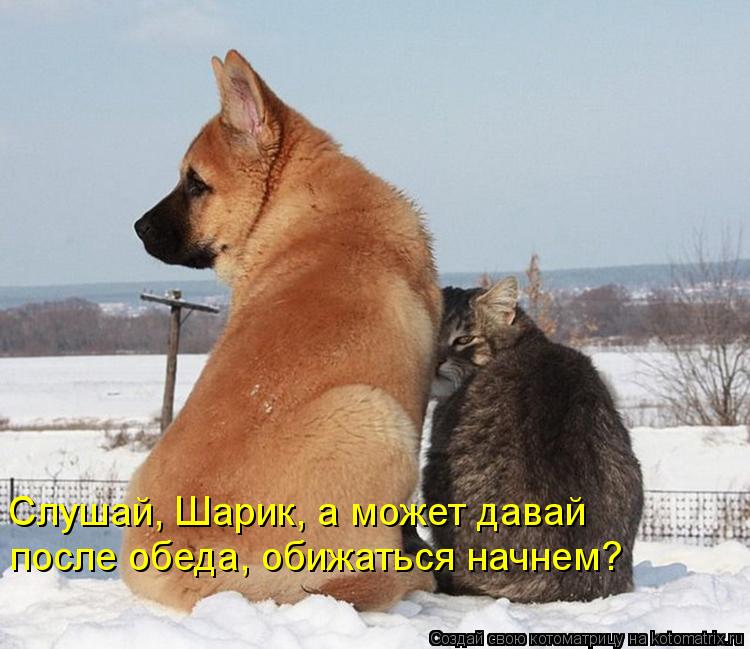 Котоматрица: Слушай, Шарик, а может давай после обеда, обижаться начнем?