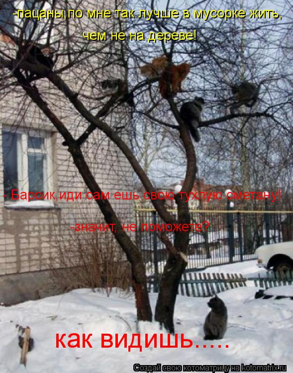 - Барсик,иди сам ешь свою тухлую сметану! -значит, не поможете? -пацаны,по мне так лучше в мусорке жи... Котоматрица: - Барсик,иди сам ешь свою тухлую сметану! -значит, не поможете? -пацаны,по мне так лучше в мусорке жить, как видишь..... чем не на дереве!