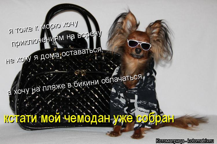 Котоматрица: я тоже к морю хочу приключениям на всречу а хочу на пляже в бикини облачаться не хочу я дома оставаться, кстати мой чемодан уже собран