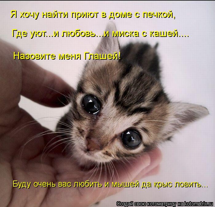 Котоматрица: Я хочу найти приют в доме с печкой,  Где уют...и любовь...и миска с кашей.... Назовите меня Глашей! Буду очень вас любить и мышей да крыс ловить...