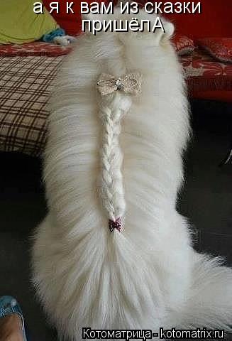 Котоматрица: а я к вам из сказки  пришёл А