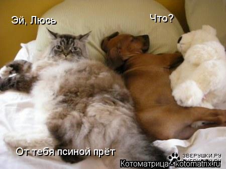 Котоматрица: Эй, Люсь Что? От тебя псиной прёт