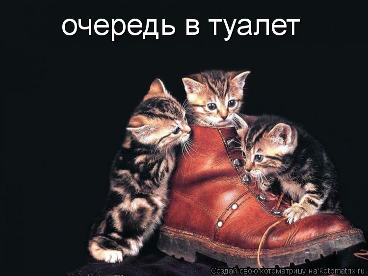 Котоматрица: очередь в туалет