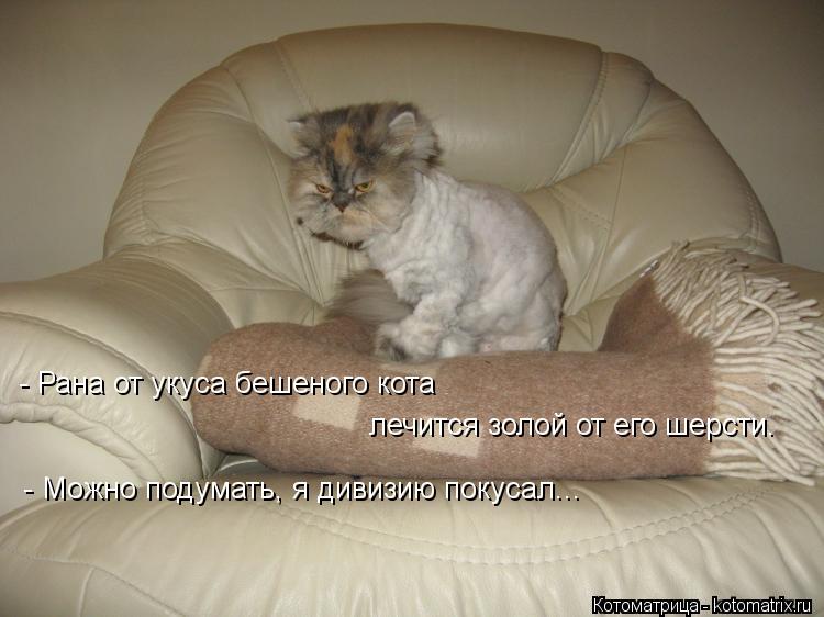 Котоматрица: - Рана от укуса бешеного кота лечится золой от его шерсти. - Можно подумать, я дивизию покусал...