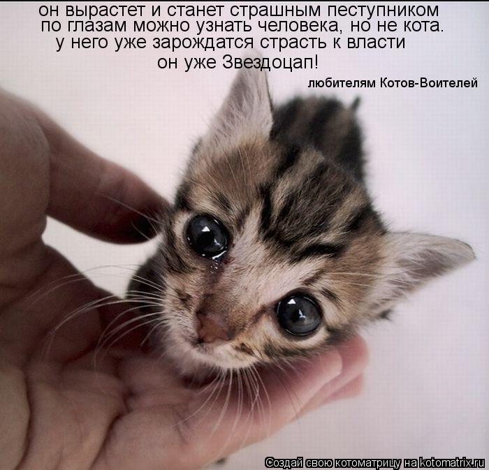 Котоматрица: он вырастет и станет страшным пеступником по глазам можно узнать человека, но не кота. у него уже зарождатся страсть к власти он уже Звездоц