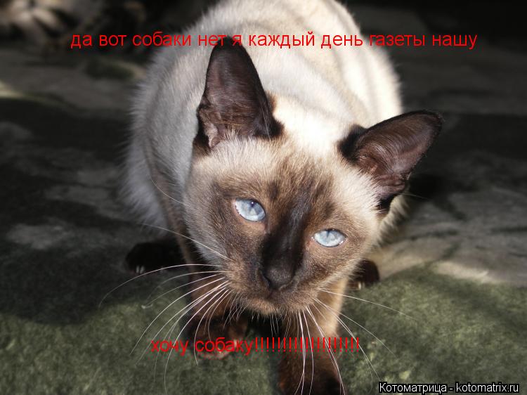 да вот собаки нет я каждый день газеты нашу хочу собаку!!!!!!!!!!!!!!!!!!!... Котоматрица: да вот собаки нет я каждый день газеты нашу хочу собаку!!!!!!!!!!!!!!!!!!!