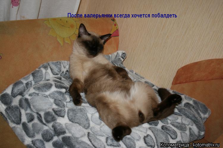 Котоматрица: После валерьянки всегда хочется побалдеть
