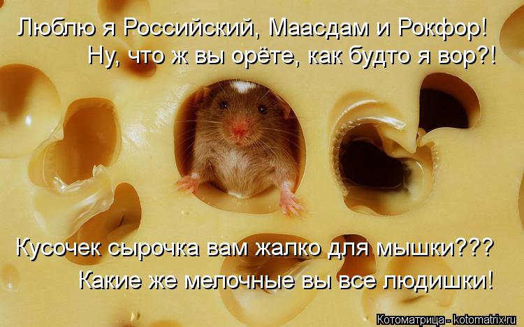 Котоматрица: Люблю я Российский, Маасдам и Рокфор! Ну, что ж вы орёте, как будто я вор?! Кусочек сырочка вам жалко для мышки??? Какие же мелочные вы все людиш