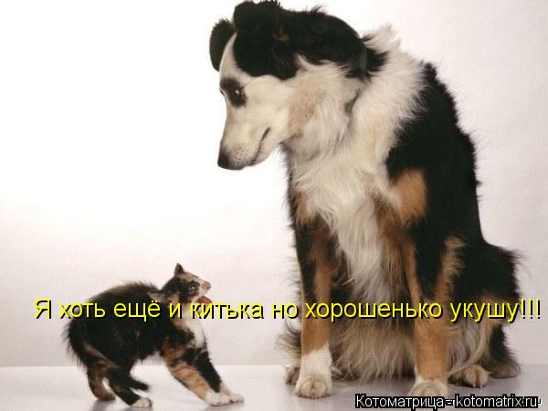 Котоматрица: Я хоть ещё и китька но хорошенько укушу!!!