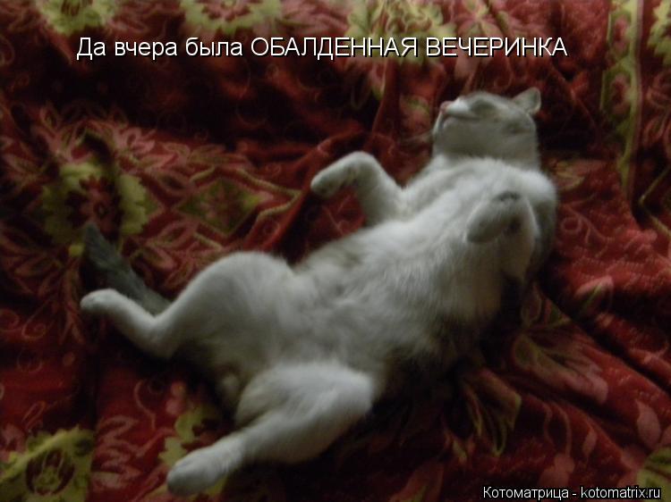 Котоматрица: Да вчера была ОБАЛДЕННАЯ ВЕЧЕРИНКА