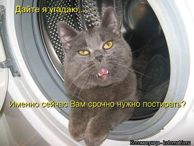 Дайте я угадаю... Именно сейчас Вам срочно нужно постирать?... Котоматрица: Дайте я угадаю... Именно сейчас Вам срочно нужно постирать?