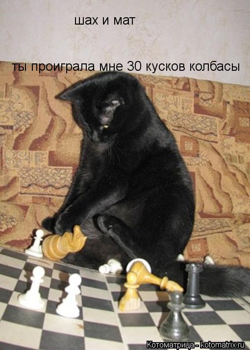 Котоматрица: шах и мат  шах и мат  ты проиграла мне 30 кусков колбасечки(((ха-ха-ха(( ты проиграла мне 30 кусков колбасы