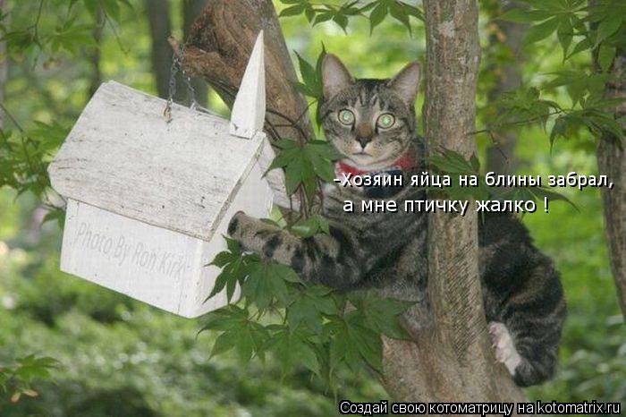 -Хозяин яйца на блины забрал, а мне птичку жалко !... Котоматрица: -Хозяин яйца на блины забрал, а мне птичку жалко !