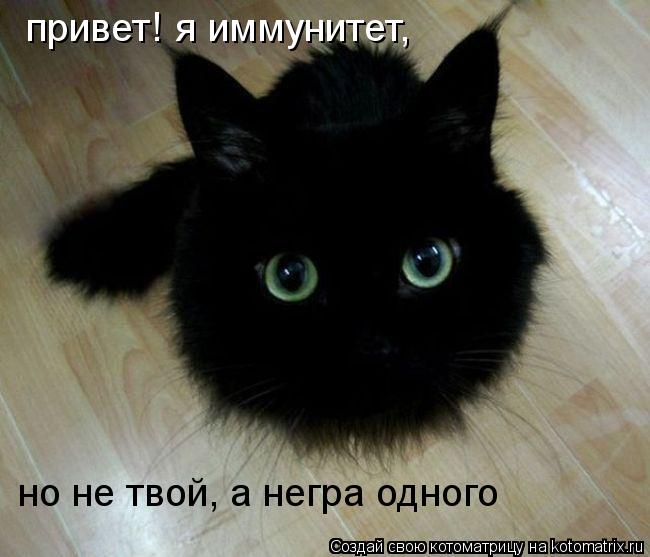 Котоматрица: привет! я иммунитет, но не твой, а негра одного
