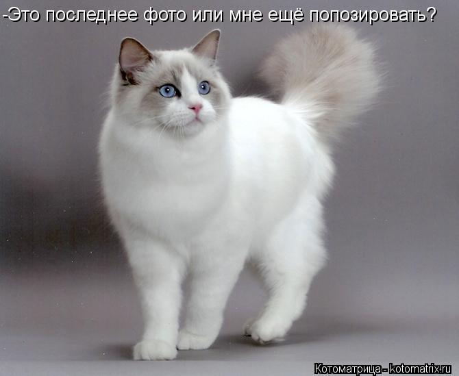 Котоматрица: -Это последнее фото или мне ещё попозировать?