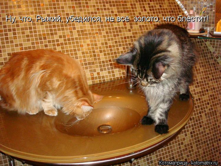 Котоматрица: Ну, что, Рыжий, убедился, не всё  золото, что блестит!