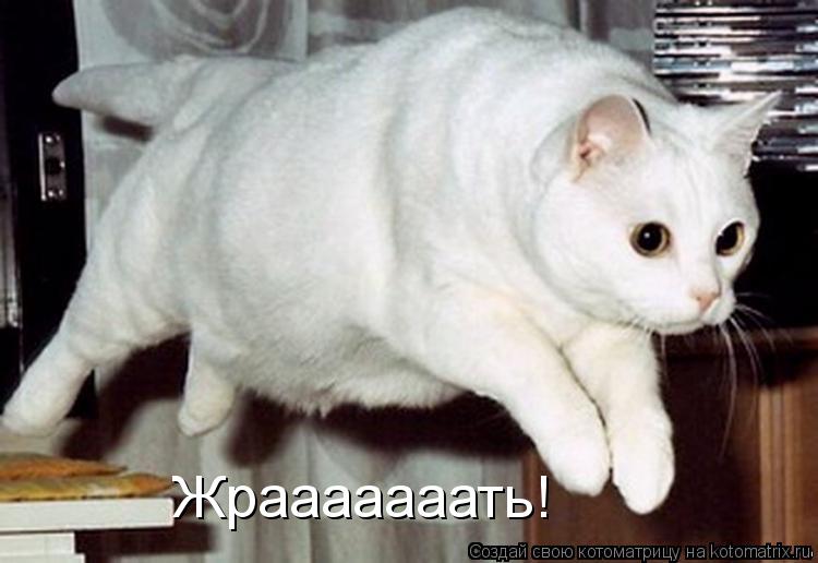 Котоматрица: Жрааааааать!