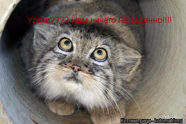 Котоматрица: Уроки???? Нам ничего не заданно!!!!