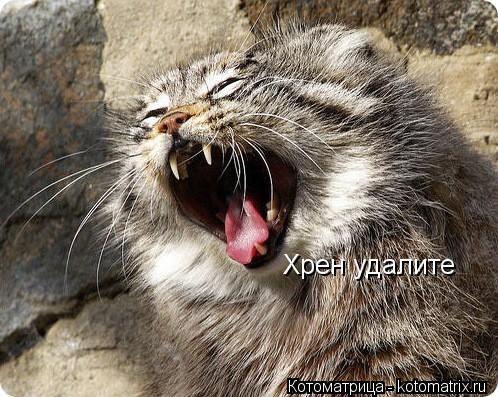 Котоматрица: Хрен удалите