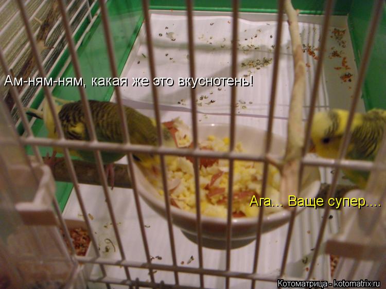 Котоматрица: Ам-ням-ням, какая же это вкуснотень! Ага... Ваще супер....
