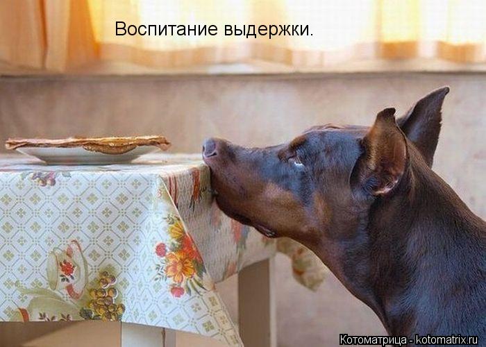 Воспитание выдержки.... Котоматрица: Воспитание выдержки.