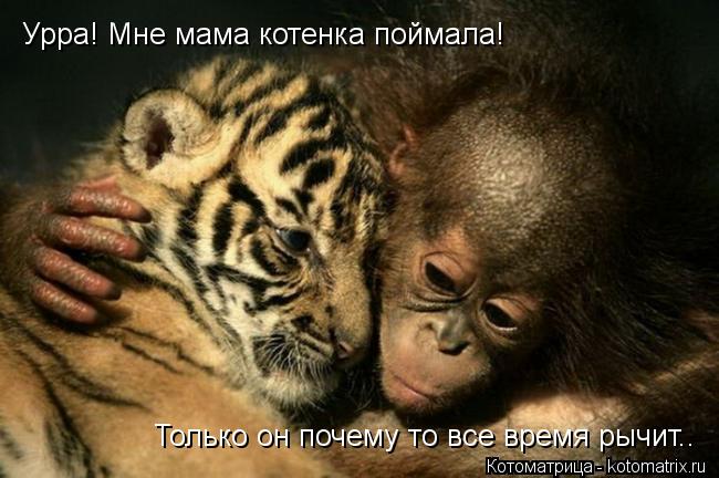 Котоматрица: Урра! Мне мама котенка поймала! Только он почему то все время рычит..