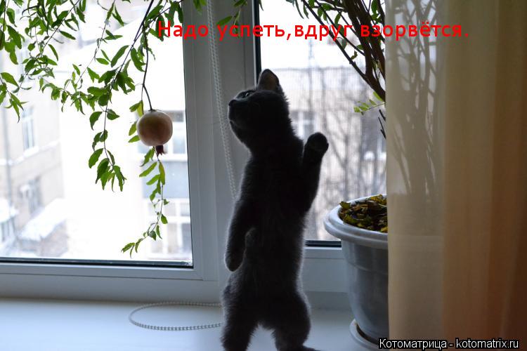 Котоматрица: Надо успеть,вдруг взорвётся.