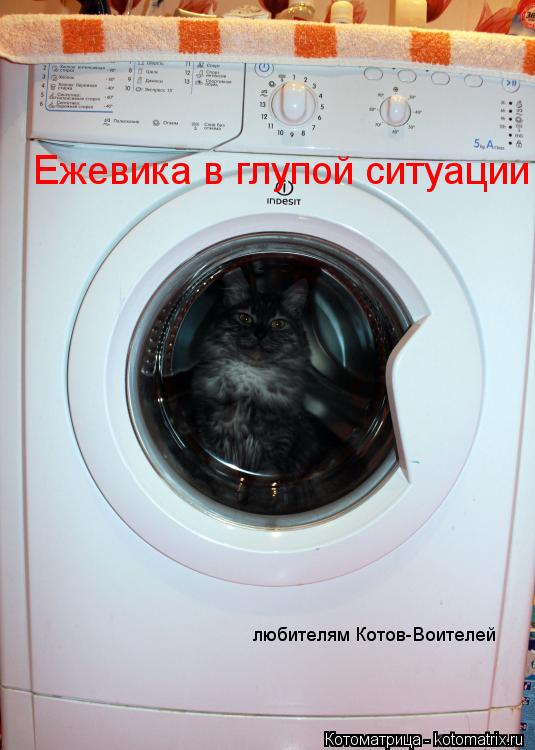 Котоматрица: любителям Котов-Воителей Ежевика в глупой ситуации
