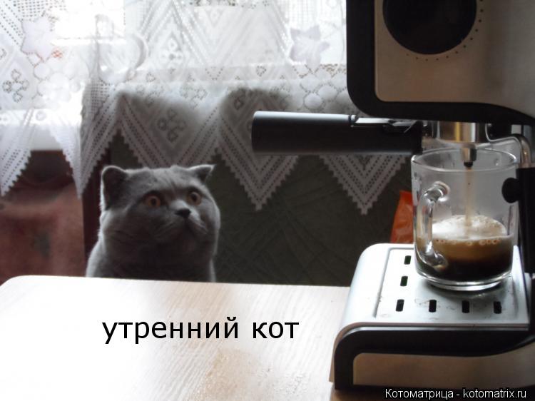 Котоматрица: утренний кот