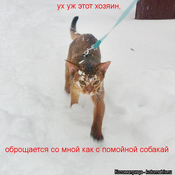 Котоматрица: ух уж этот хозяин,  оброщается со мной как с помойной собакай