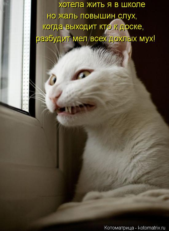 Котоматрица: но жаль повышин слух, разбудит мел всех дохлых мух! когда выходит кто к доске, хотела жить я в школе