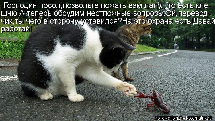 Котоматрица: -Господин посол,позвольте пожать вам лапу...то есть кле- шню.А теперь обсудим неотложные вопросы.Эй,перевод- чик,ты чего в сторону уставился?