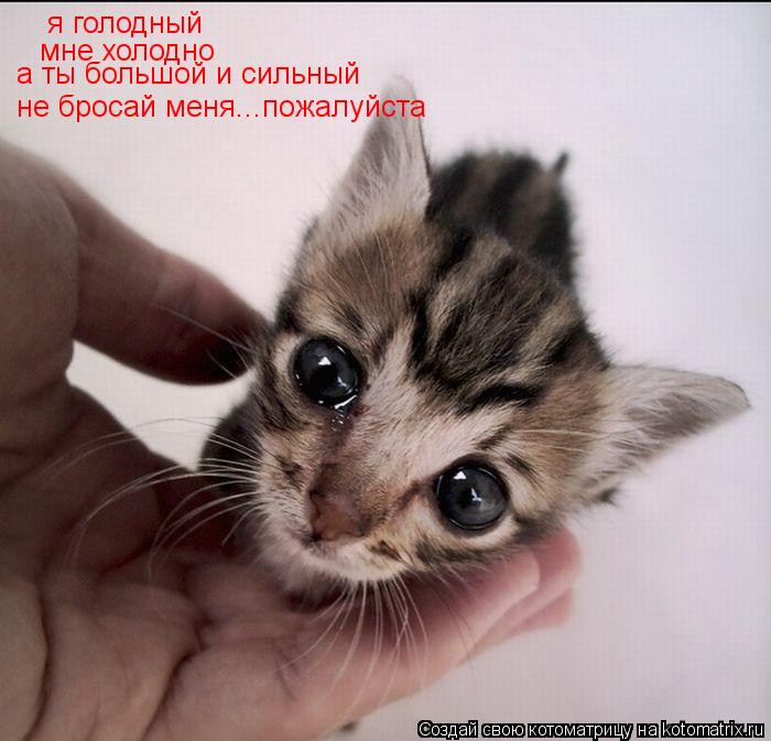 Котоматрица: я голодный мне холодно а ты большой и сильный не бросай меня...пожалуйста