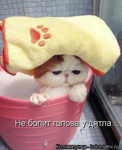 Котоматрица: Не болит голова у дятла...