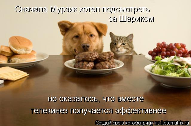 Котоматрица: за Шариком Сначала Мурзик хотел подсмотреть телекинез получается эффективнее но оказалось, что вместе