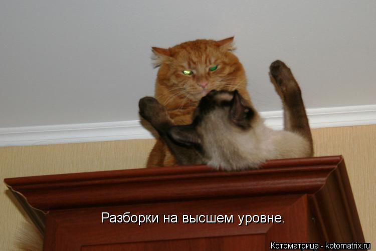 Разборки на высшем уровне.... Котоматрица: Разборки на высшем уровне.