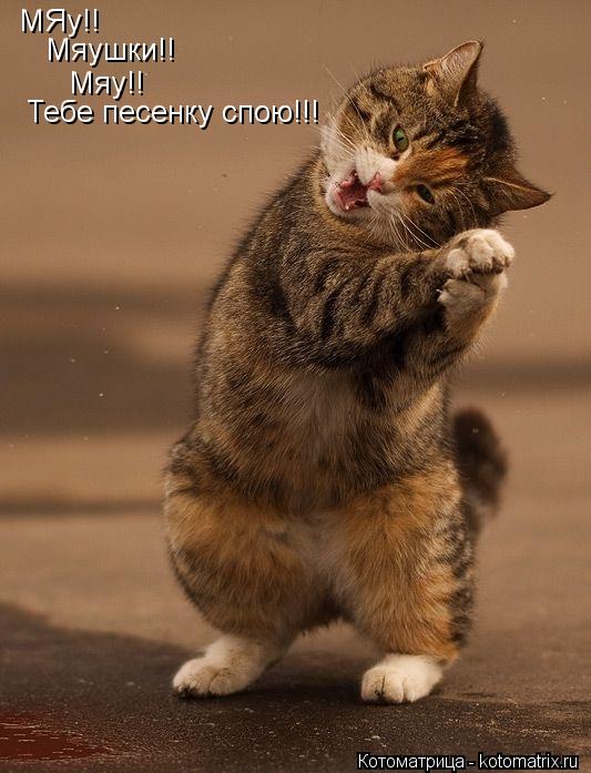 Котоматрица: МЯу!! Мяушки!! Мяу!! Тебе песенку спою!!!