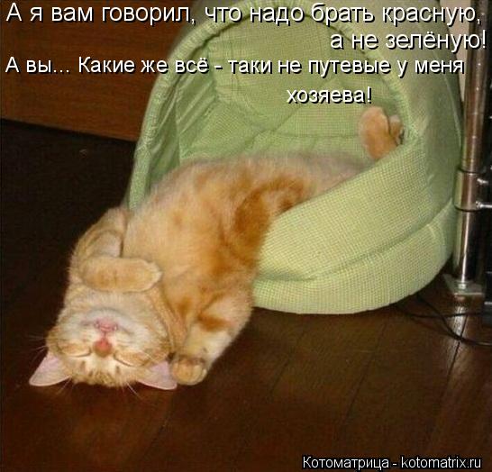 Котоматрица: А я вам говорил, что надо брать красную,  а не зелёную! А вы... Какие же всё - таки не путевые у меня хозяева!
