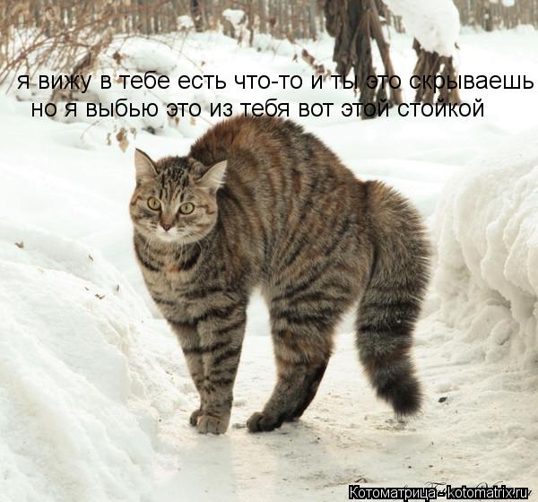 Котоматрица: я вижу в тебе есть что-то и ты это скрываешь но я выбью это из тебя вот этой стойкой